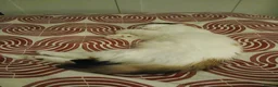Mixed Breed cats for sale: Female kitten seeking new home  - Advert 20