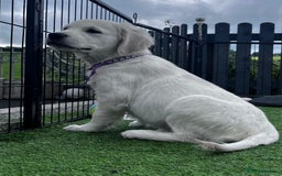 Golden Retriever dogs for sale: 🏆 Kc reg puppies health tested parents 🏆 - Image 2