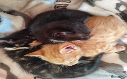 Domestic Shorthair cats for sale: Adorable kittens for sale - Image 14