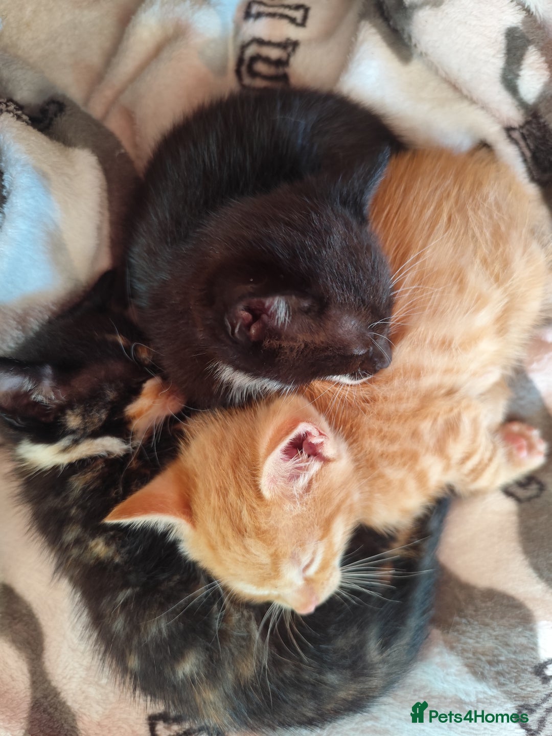 Domestic Shorthair cats for sale: Adorable kittens for sale - Image 14