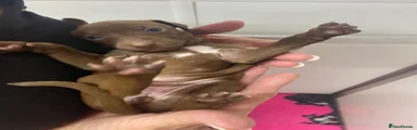 Brown female 