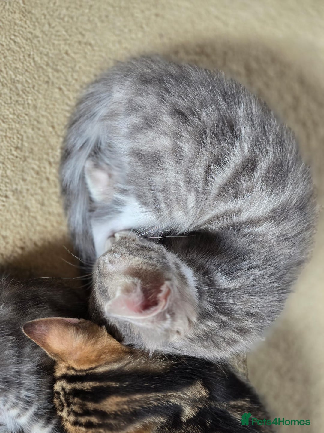 Bengal cats for sale: Bengal kittens. Absolutely beautiful!  - Image 9