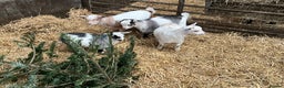 Goats livestock for sale: Pygmy goat kids - Advert 2