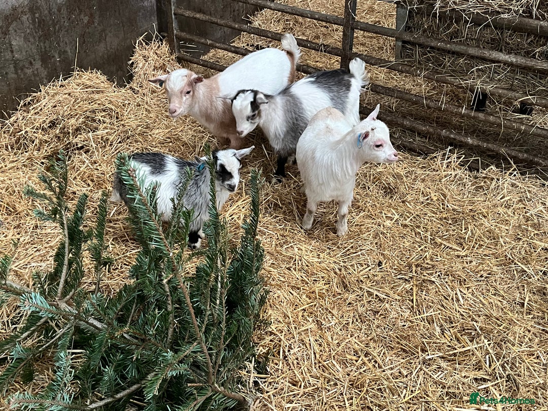 Goats livestock for sale: Pygmy goat kids - Advert 2