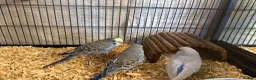Budgerigars birds for sale: Hand Tame Baby Budgies - Advert 16