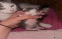 Mixed Breed cats for sale: Kittens looking for forever loving homes - Image 6
