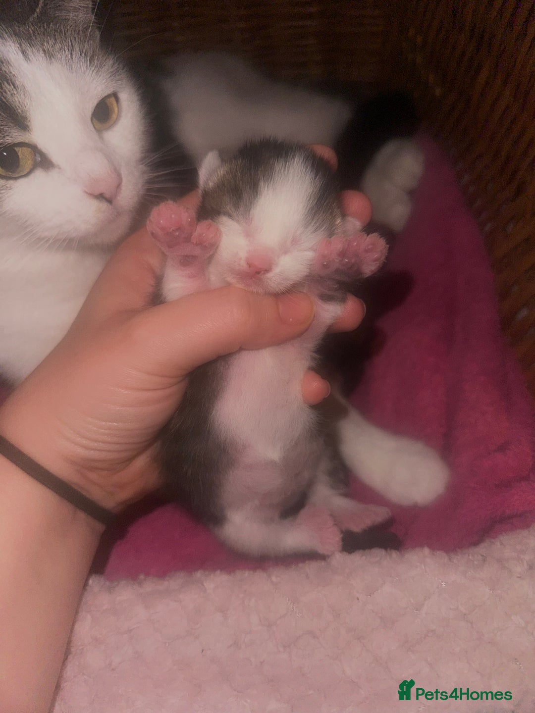 Mixed Breed cats for sale: Kittens looking for forever loving homes - Image 6
