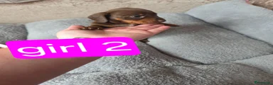 Dachshund 6