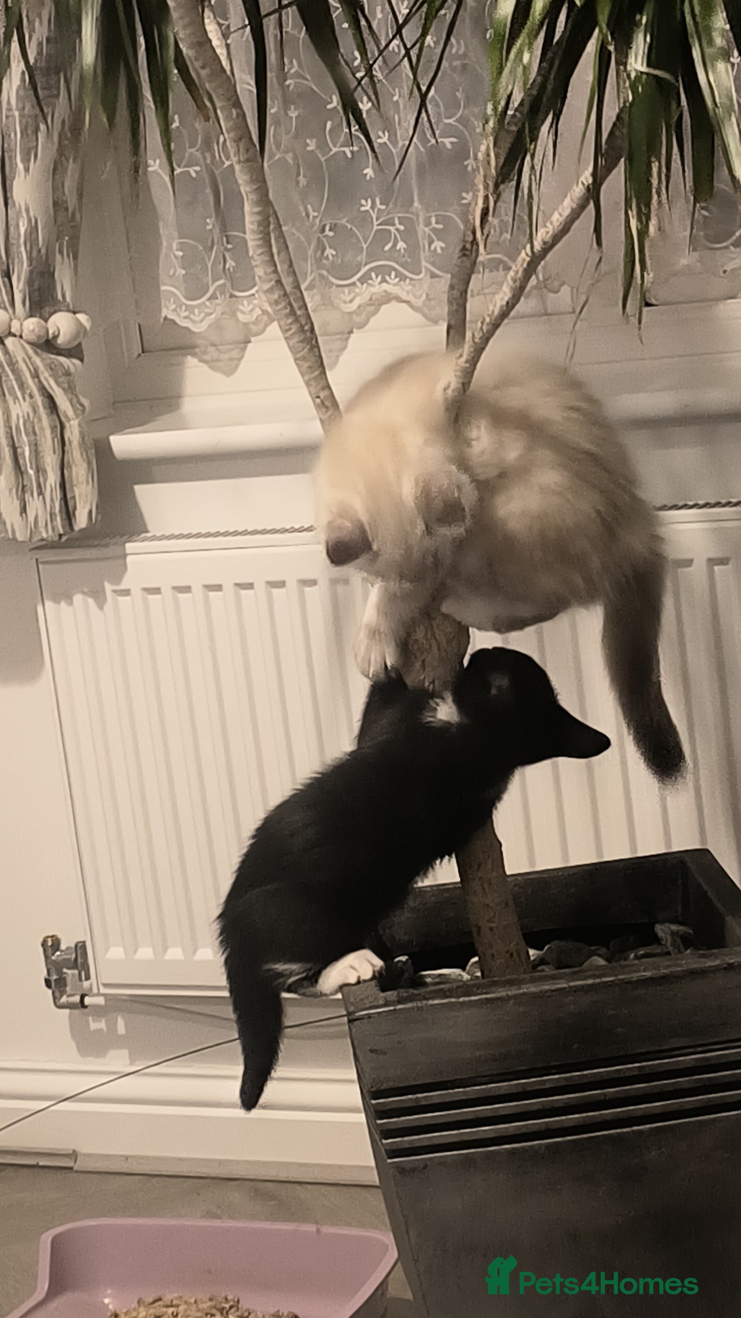 Domestic Shorthair cats Domestic Kittens - Advert 3