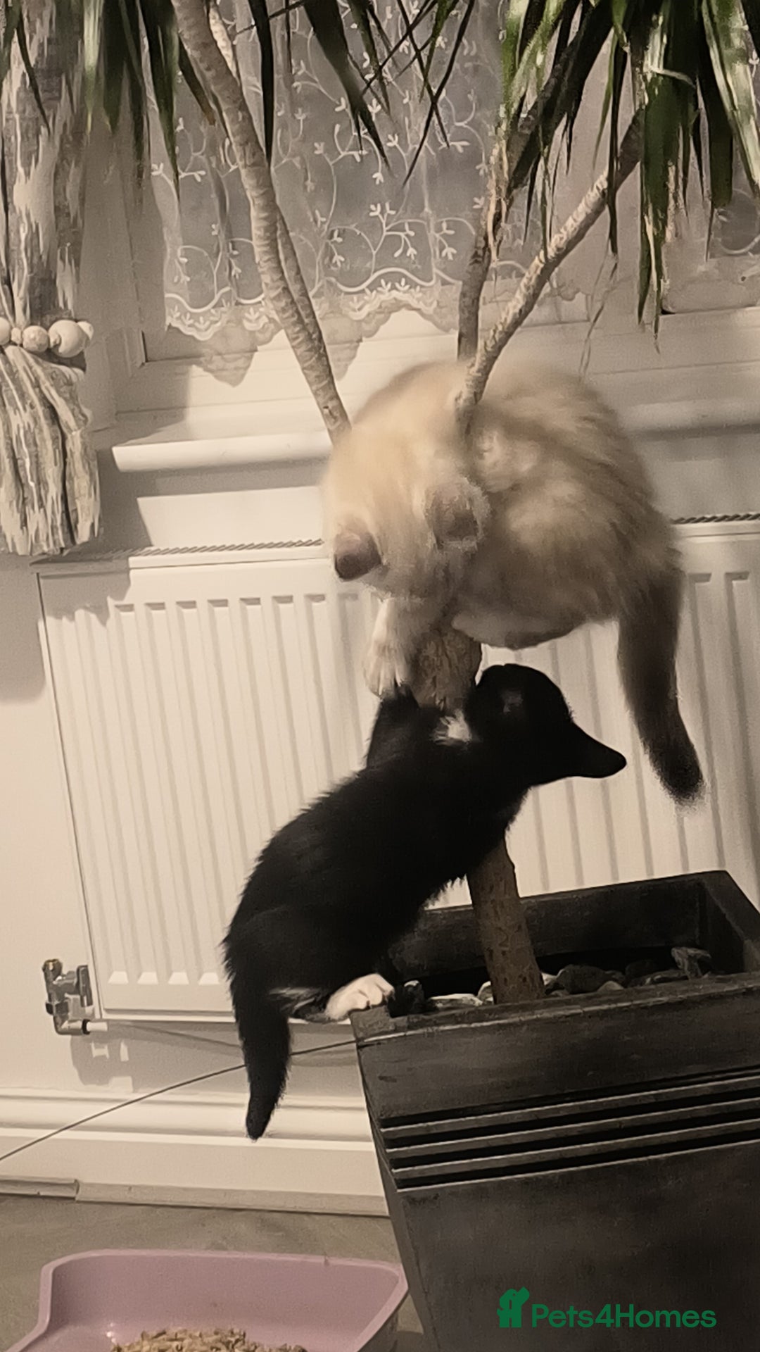 Domestic Shorthair cats for sale: Domestic Kittens - Advert 1