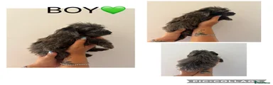 Cockapoo 5
