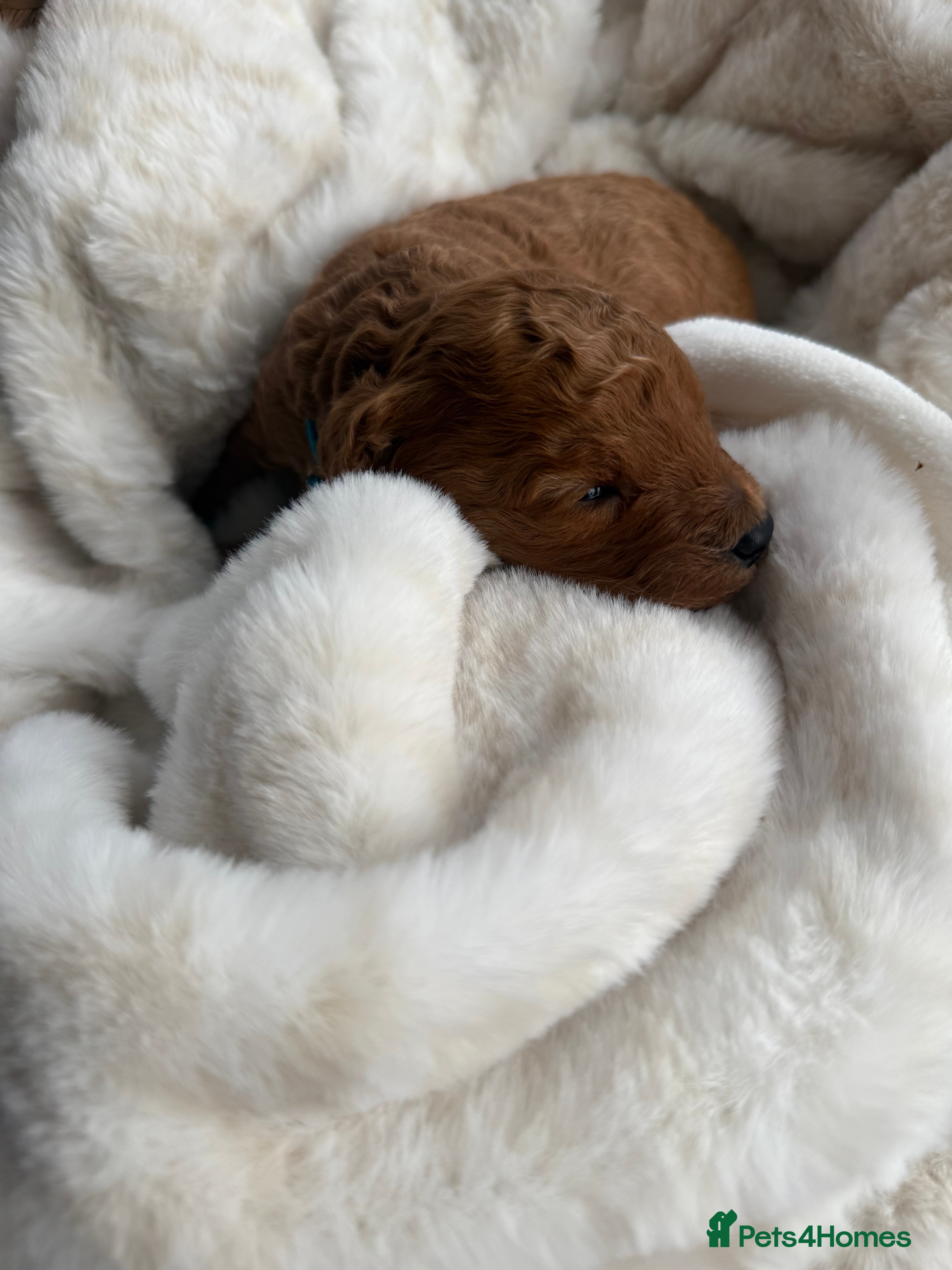 Cockapoo dogs Toy cockapoo - Advert 8