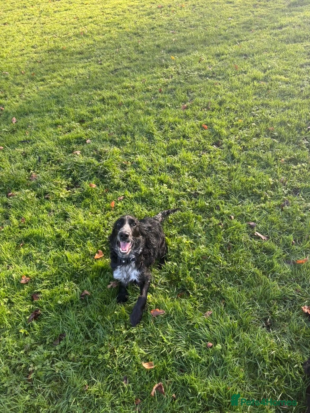 Cockapoo dogs for sale: 6-Month Cockapoo Puppy – Experienced Owner Only - Advert 4