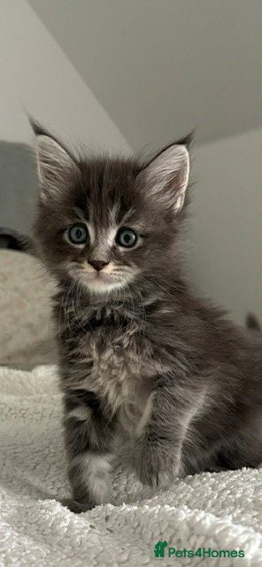 Maine Coon cats 🐈🐈‍⬛ Russian/European Bloodline- last girl  💕🐱 - Advert 4