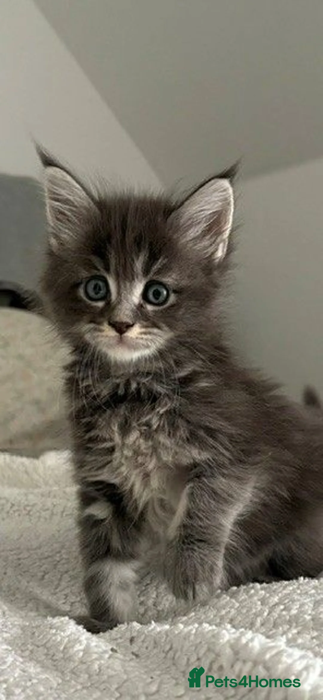 Maine Coon cats for sale: 🐈🐈‍⬛ Russian/European Bloodlines 💕🐱 - Advert 1