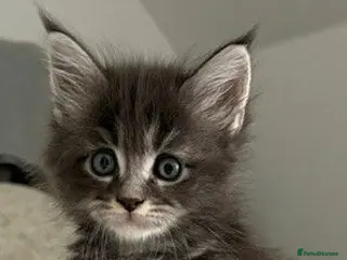 Maine Coon cats 🐈🐈⬛ Russian/European Bloodline- last girl 💕🐱 - Advert 4