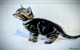 Bengal cats for sale: Beautiful Bengal x Mainecoon moggies - Image 7