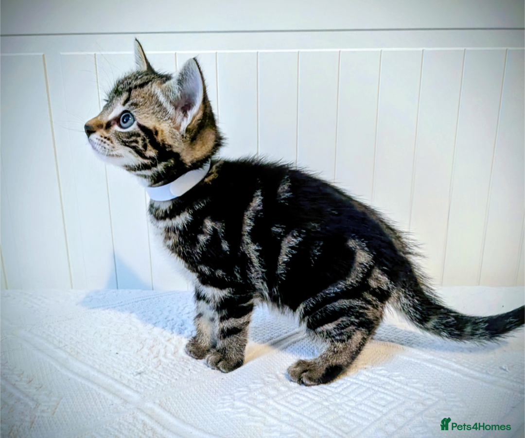 Bengal cats for sale: Beautiful Bengal x Mainecoon moggies - Image 7