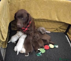 Labrador Retriever dogs - Advert 7