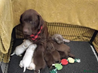 Labrador Retriever dogs - Advert 3