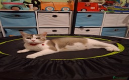 Scottish Fold cats for sale: Kitten. Scottish straight  - Image 6