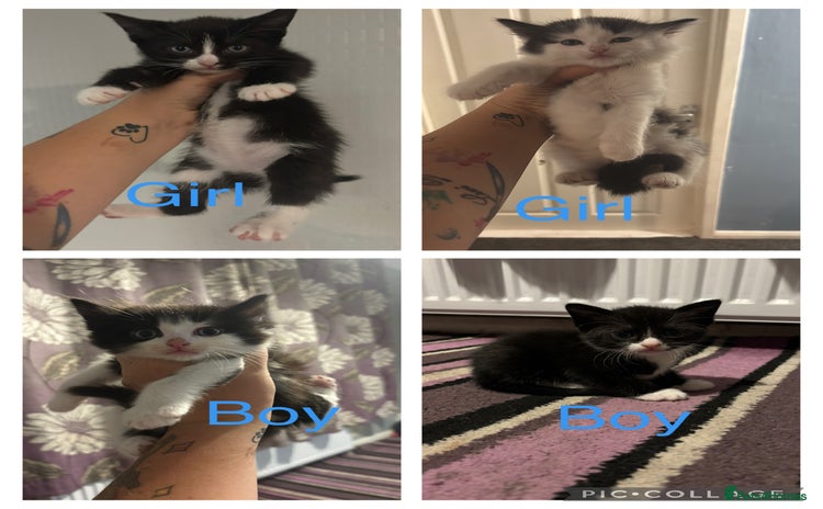 Mixed Breed cats - Advert 3
