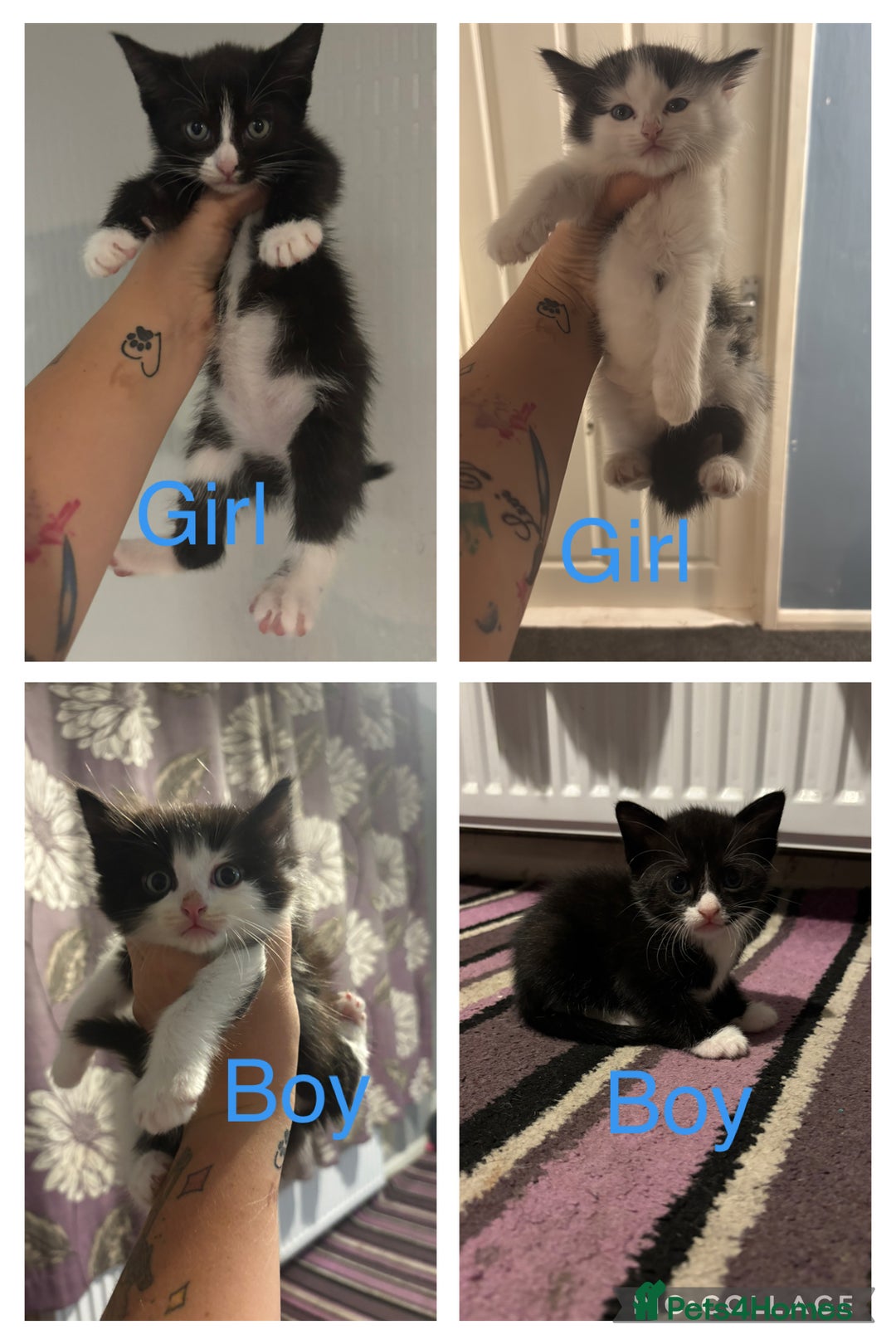 Mixed Breed cats for sale:  Beautiful kitten for sale  - Image 1