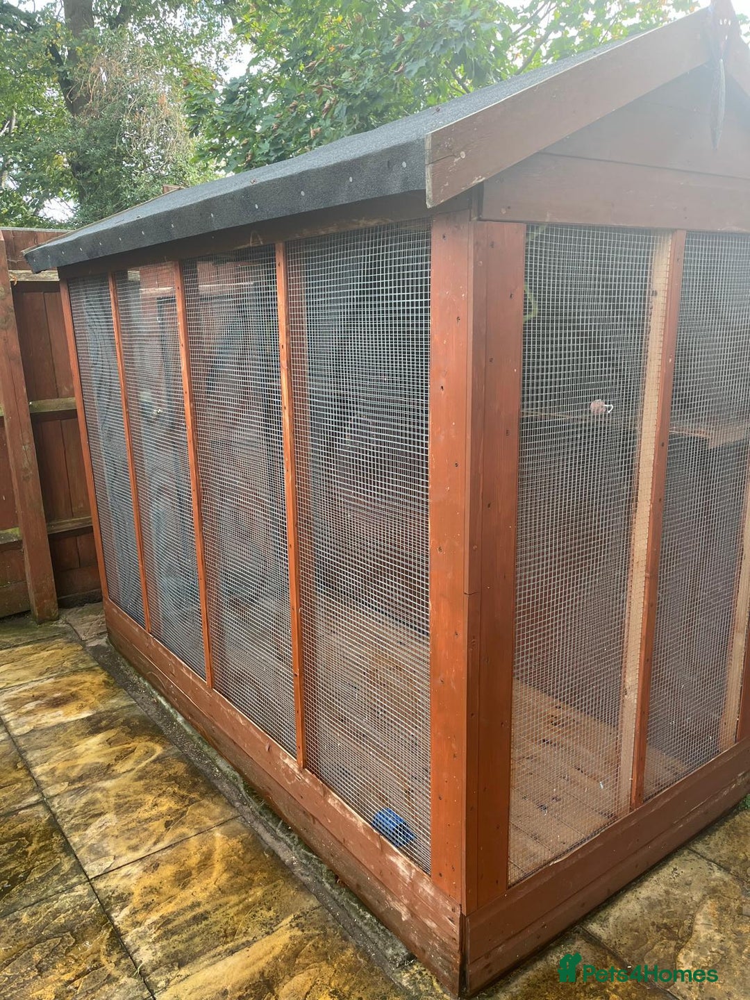 Budgerigars birds for sale: Budgies with an Aviary available. - Image 3