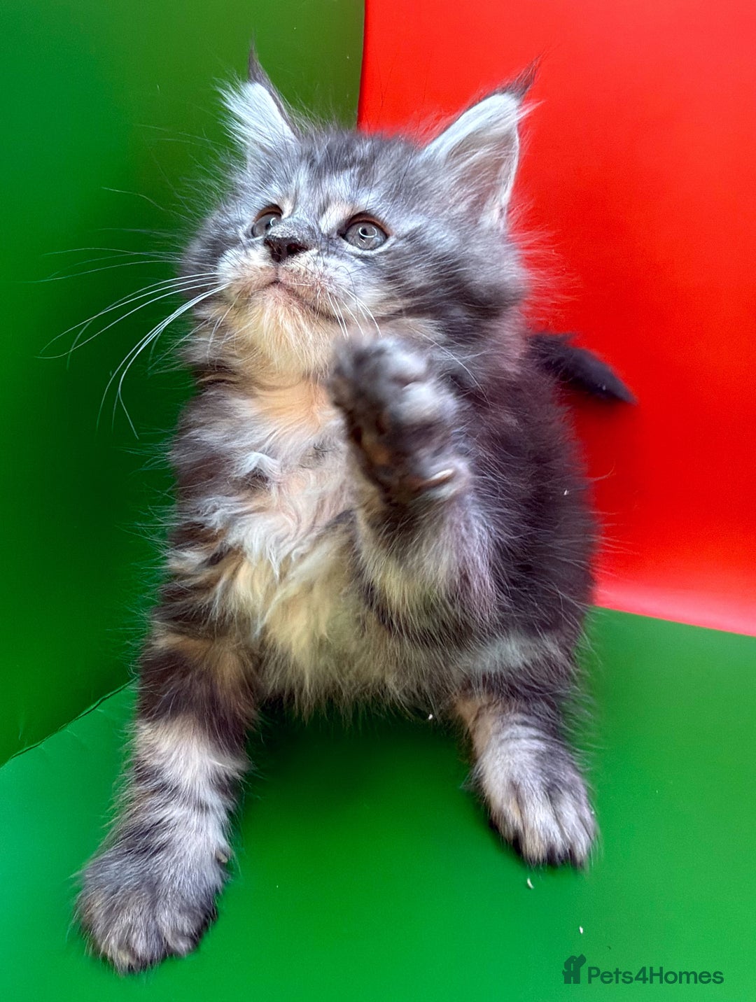 Maine Coon cats for sale: Maine Coons with Tests, Papers, Vet Checks & Vacc. - Advert 9