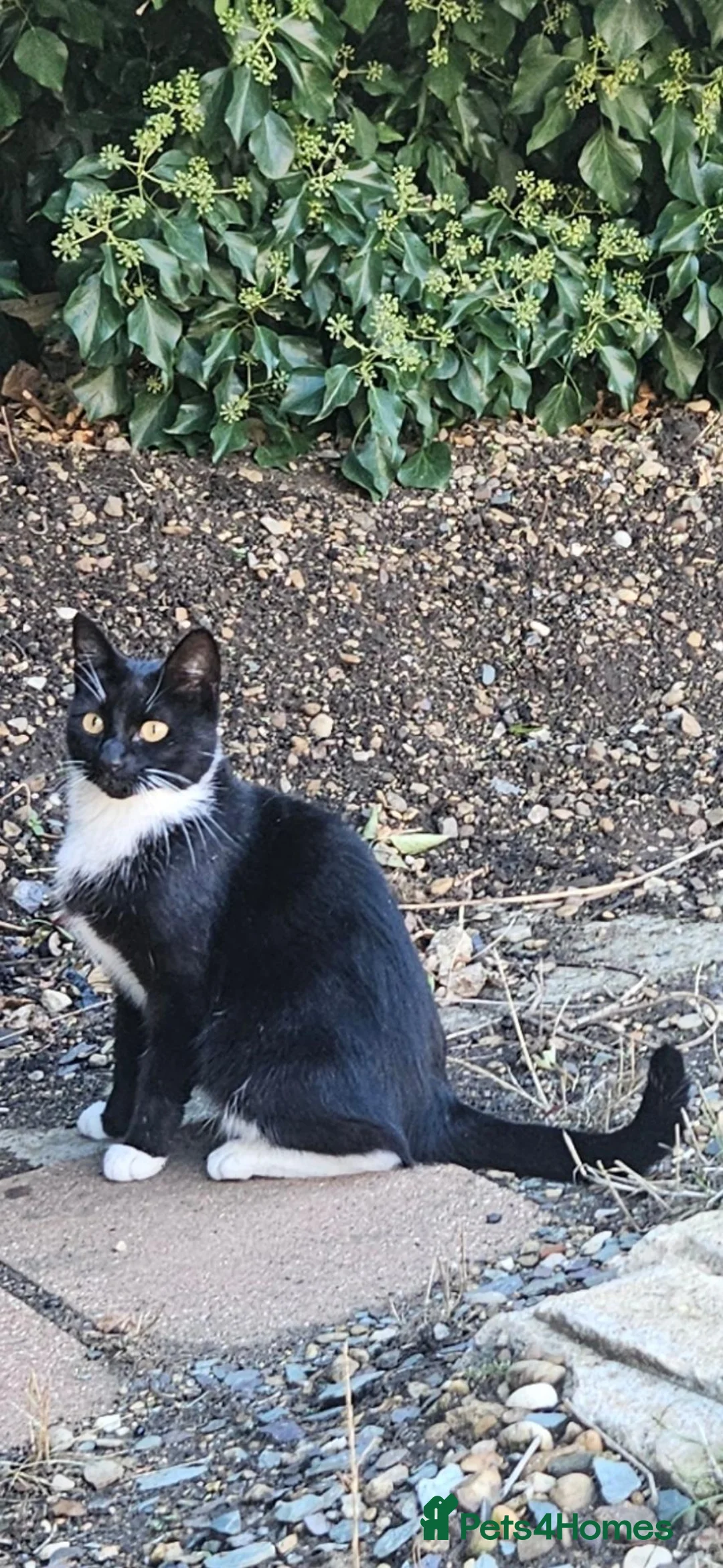 Mixed Breed cats for sale: Kittens for sale in Peterborough - Advert 1