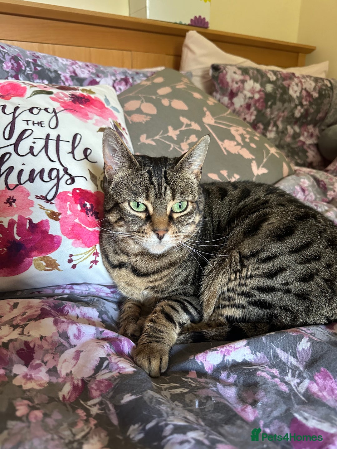 Mixed Breed cats for sale: Khaleesi, half bengal cat looking for a new home - Image 13