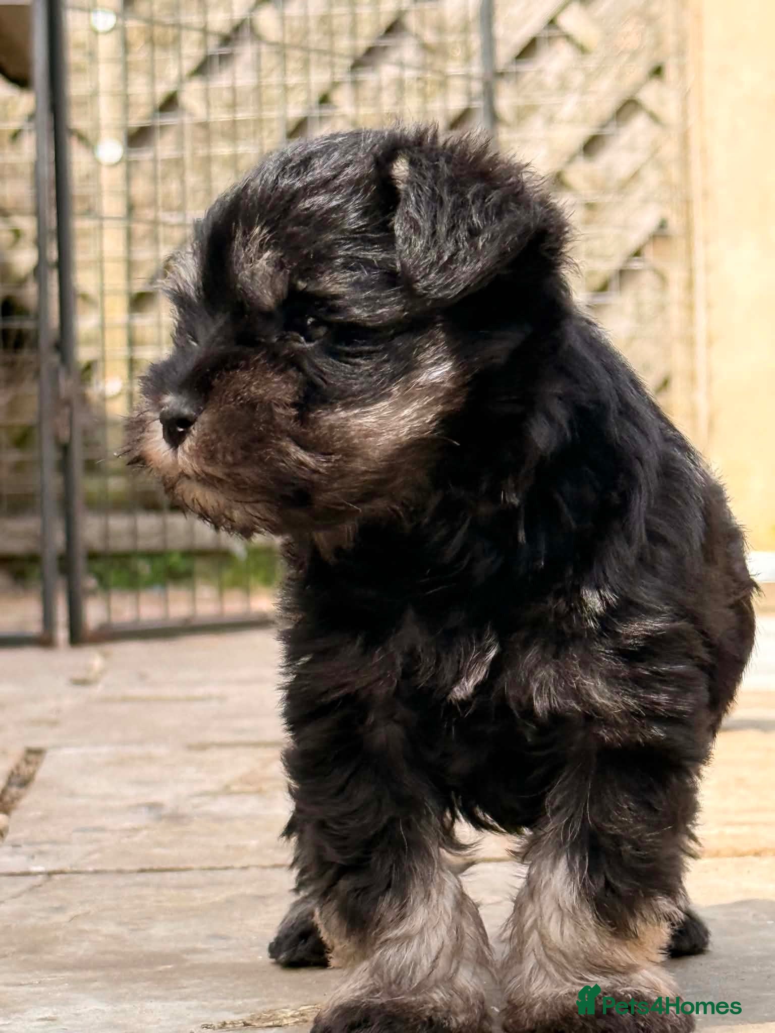 Miniature Schnauzer dogs Stunning KC Reg Health Checked Mini Schnauzers  - Advert 3