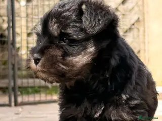Miniature Schnauzer dogs Stunning KC Reg Health Checked Mini Schnauzers - Advert 3