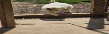 Pyrenean Mountain Dog 7