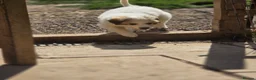 Pyrenean Mountain Dog dogs for sale: Home Bred Litter in Winchester - Advert 4