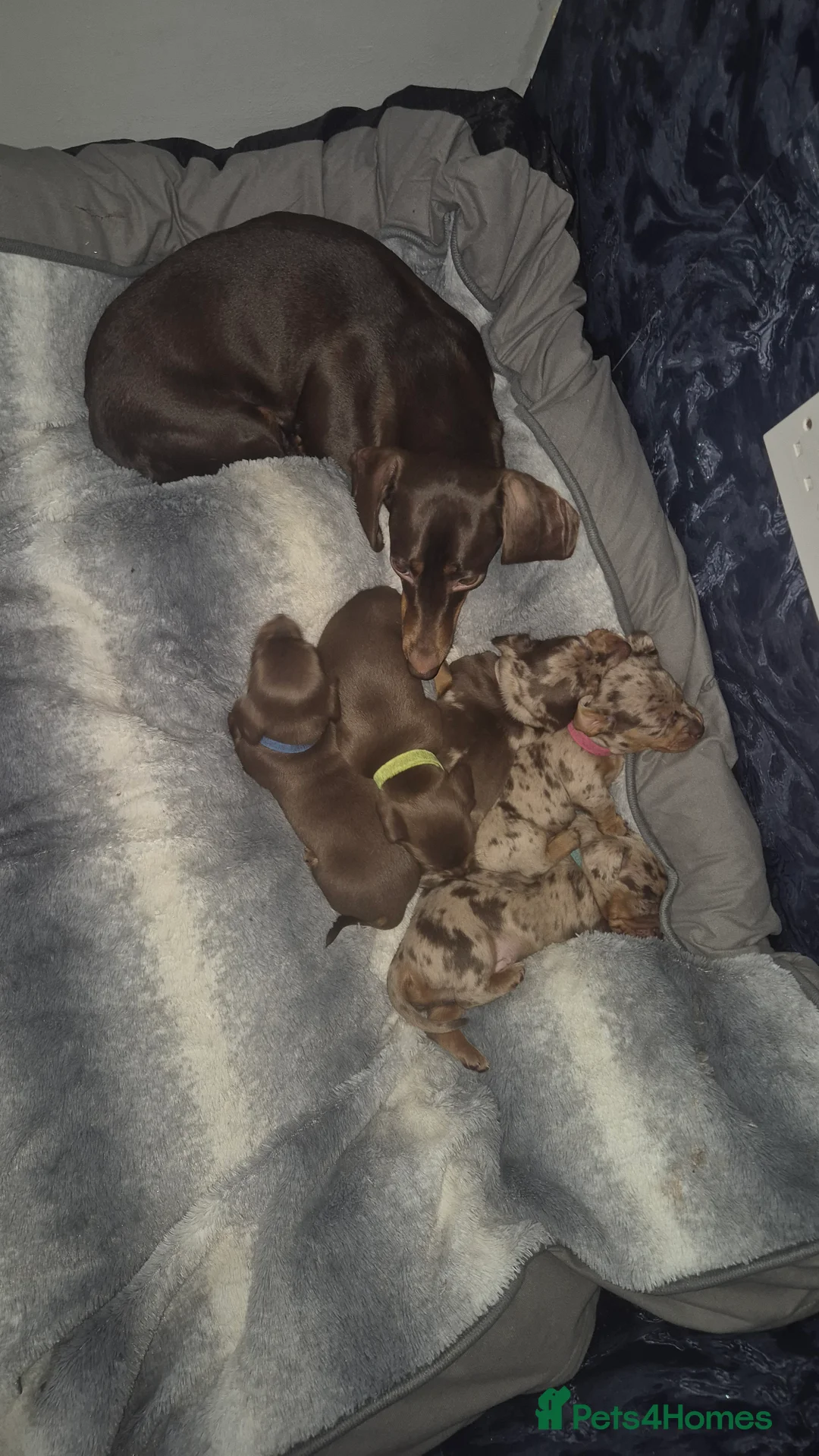 Miniature Dachshund dogs for sale: Miniature dachshund  - Advert 13