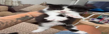 British Longhair 1