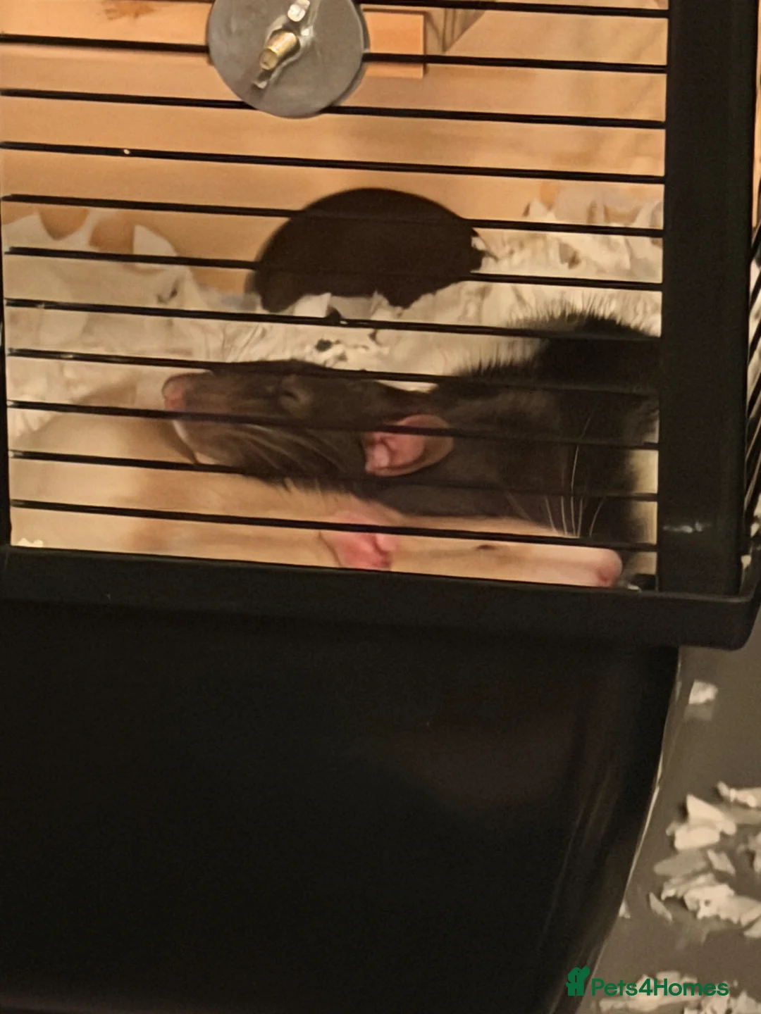 Rat rodents for sale: 2 male rats- come with cage and toys  - Advert 2