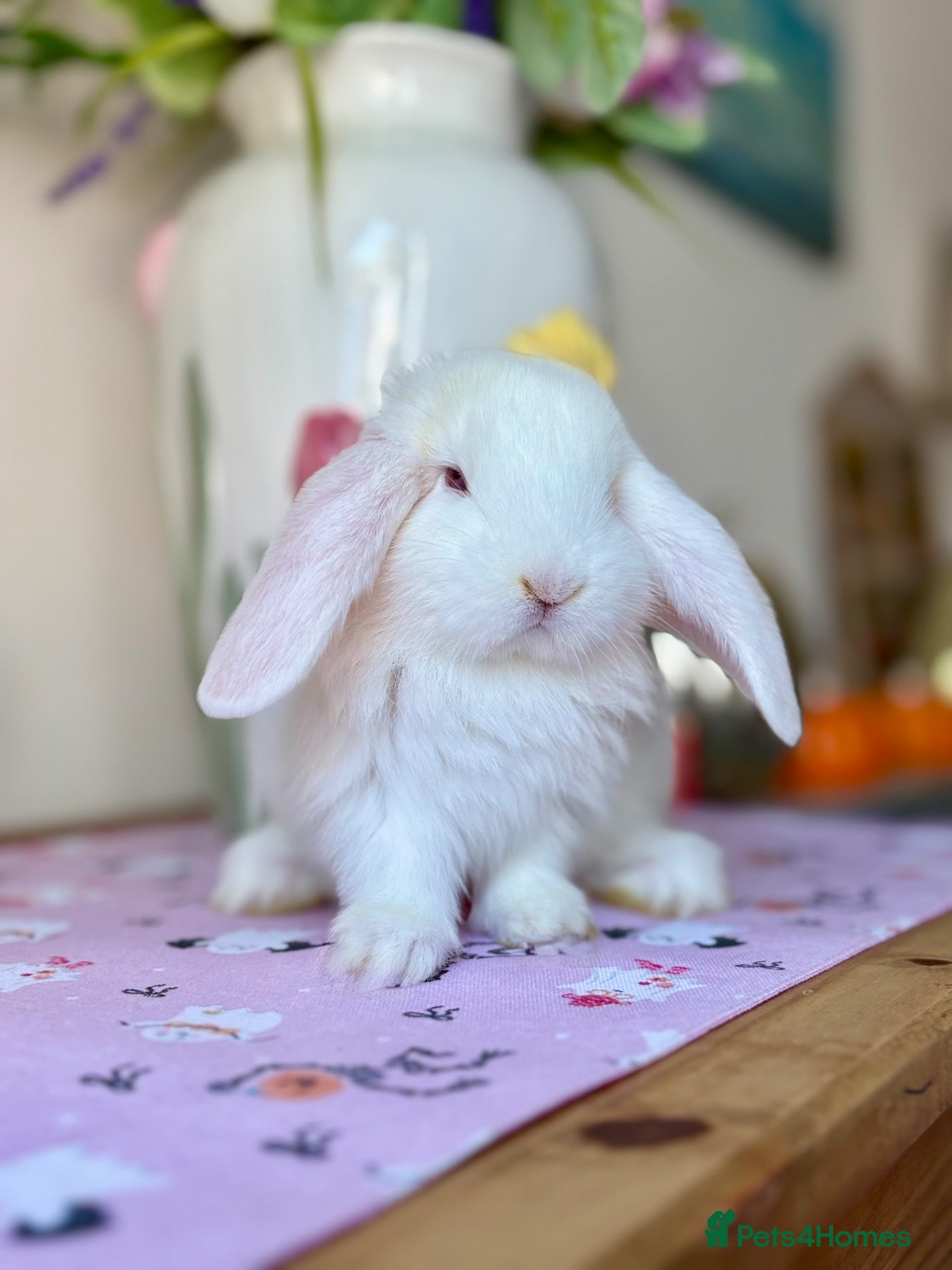 French Lop rabbits The happy hoppers French lop babies - Advert 22