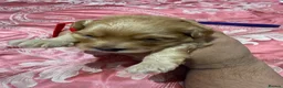 Maltipoo dogs for sale: Beautiful litter of Malti poo puppies - Advert 6