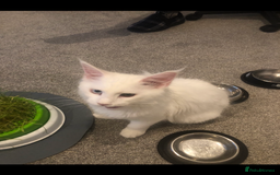 Maine Coon cats for sale: White Maine Coon GCCF - Image 28