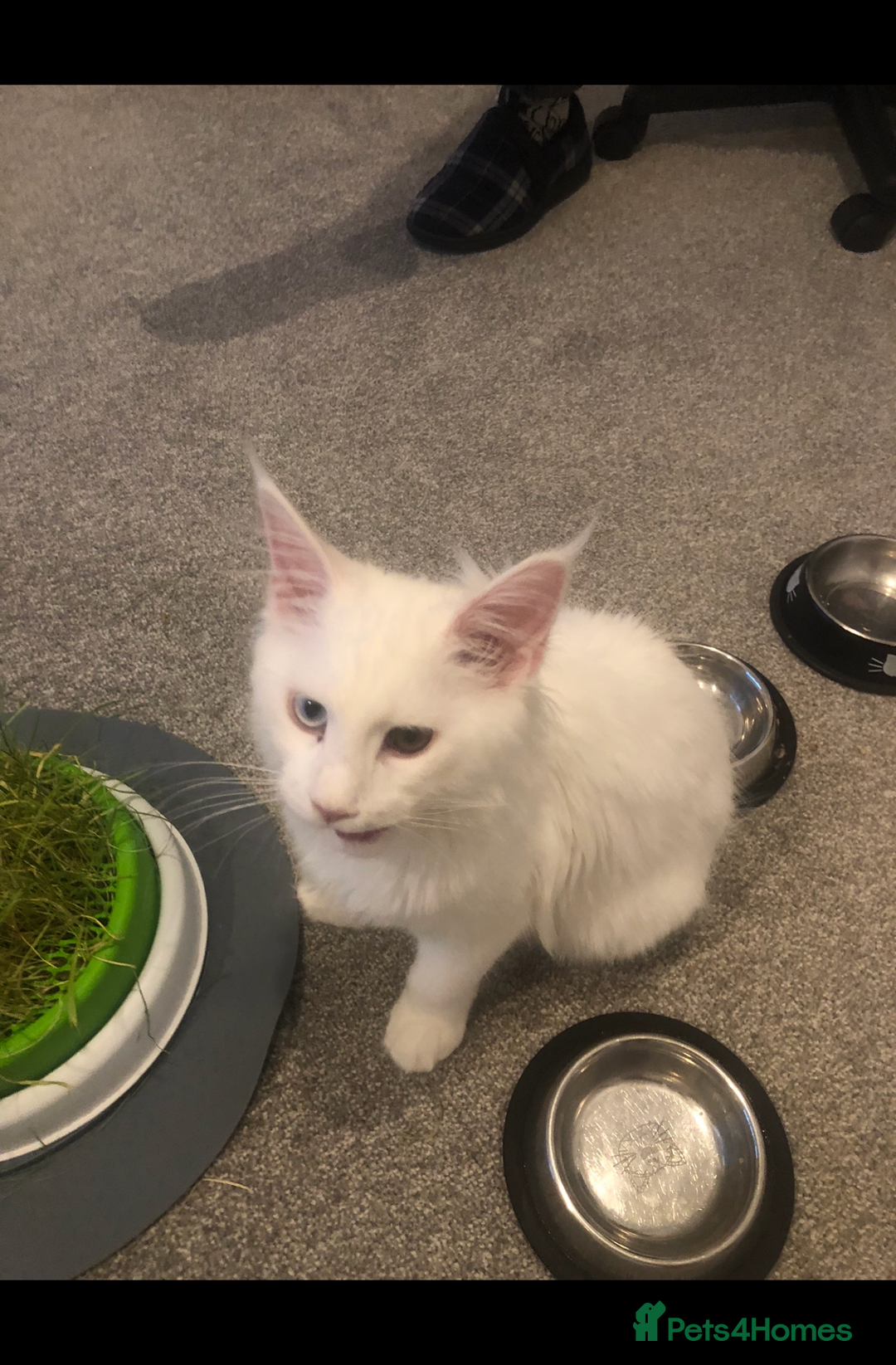 Maine Coon cats for sale: White Maine Coon GCCF - Image 28