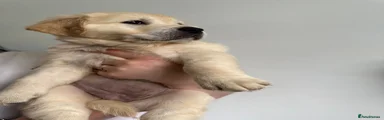 Golden Retriever Puppy 3