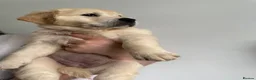 Golden Retriever dogs for sale: KC Registered Golden Retriever puppies.  - Advert 3