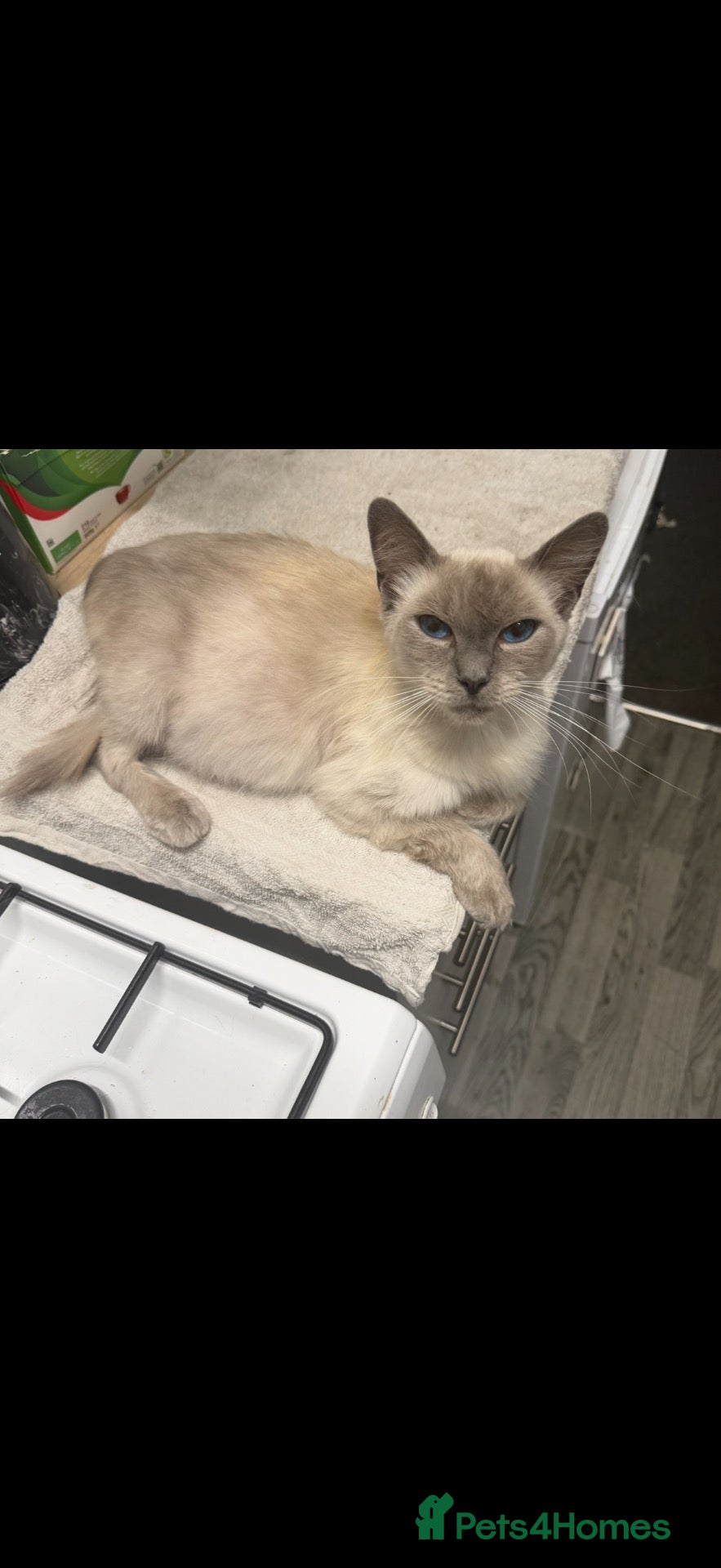 Mixed Breed cats Mixed ragdoll kittens for sale  - Advert 1