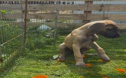 Great Dane dogs for sale: Last 2 Fawn Great Dane Pups - Image 2
