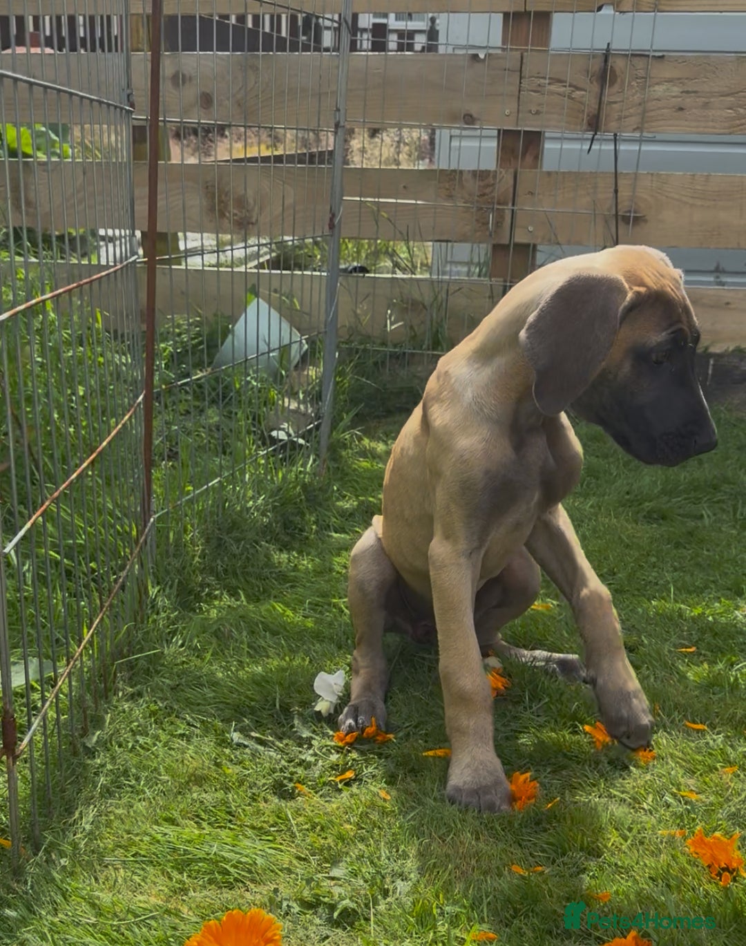 Great Dane dogs for sale: Last 2 Fawn Great Dane Pups - Image 2
