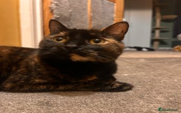 Domestic Shorthair cats for sale: Brother & Sister (not to be split) - Advert 4