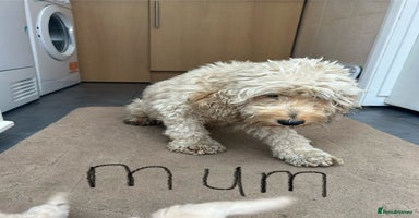 Cockapoo dogs - Advert 4