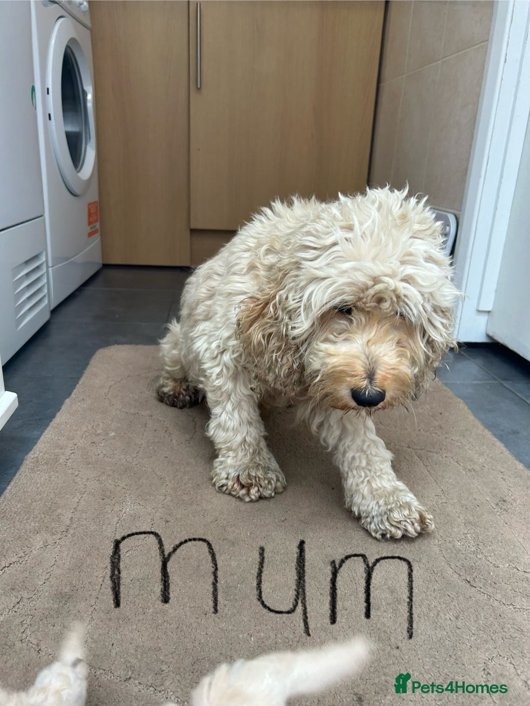 Cockapoo dogs for sale: Cockapoo F1B puppy’s  - Image 2